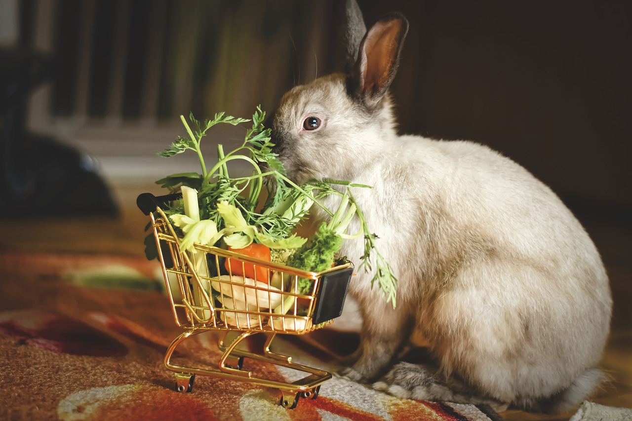 Waar denk je voor het eerst aan bij konijnen?
